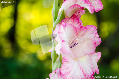 Image of Light pink gladiolus flower, close-up