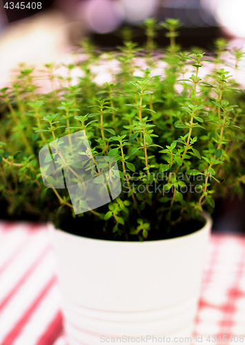 Image of Fresh Thyme in Pot