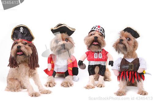 Image of Funny Multiple Dogs in Pirate and Football Costumes