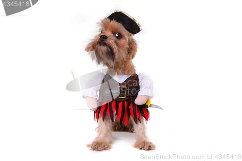 Image of Funny Mutt Dog in Pirate Inspired Clothing Costume