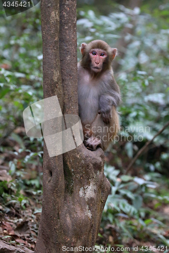 Image of Feral Rhesus Monkeys Living in Zhangjiajie National Park China