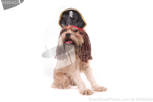 Image of Funny Mutt Dog in Pirate Inspired Clothing Costume