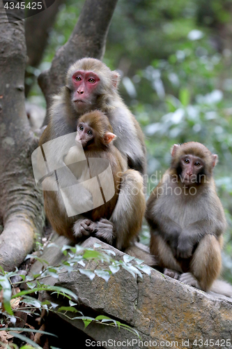 Image of Feral Rhesus Monkeys Living in Zhangjiajie National Park China