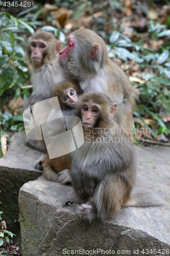 Image of Feral Rhesus Monkeys Living in Zhangjiajie National Park China