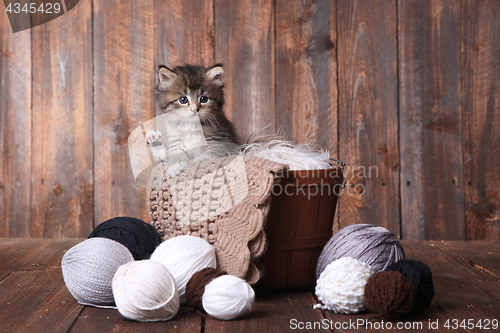 Image of Cute Kitten With Balls of Yarn