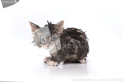 Image of Wet and Mad Kitten After a Bath