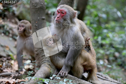 Image of Feral Rhesus Monkeys Living in Zhangjiajie National Park China