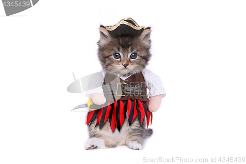 Image of Serious Kitten in Pirate Inspired Clothing Costume