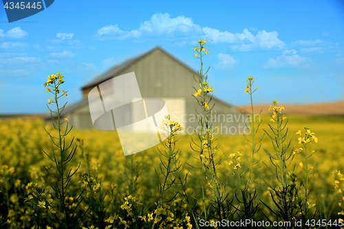 Image of Metal Barn With Mustard Field Rural in Palouse Washington 