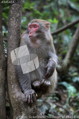 Image of Feral Rhesus Monkeys Living in Zhangjiajie National Park China