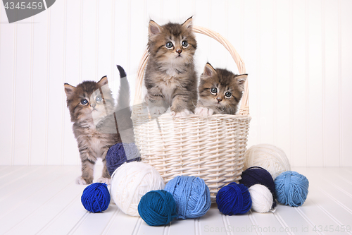 Image of Cute Kittens With Balls of Yarn