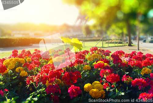 Image of Bright flower bed