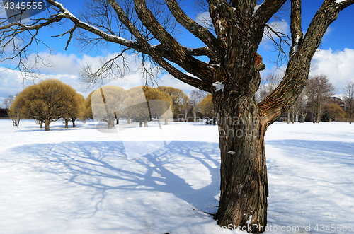 Image of trees in a winter park