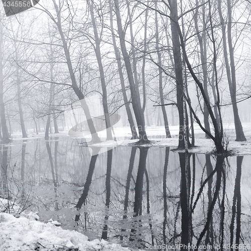 Image of trees in the park during the spring high water