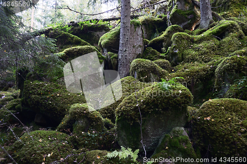 Image of stones covered with moss in the forest