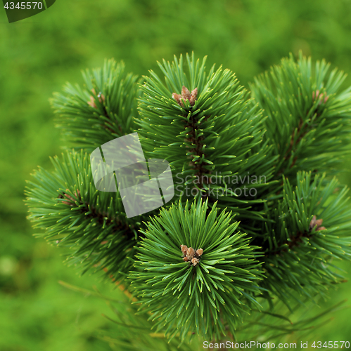 Image of Fluffy Pine Shoots