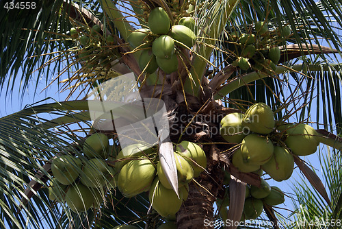 Image of Coconut