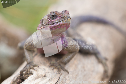 Image of Mwanza flat-headed rock agama, Serengeti National Park, Tanzania.