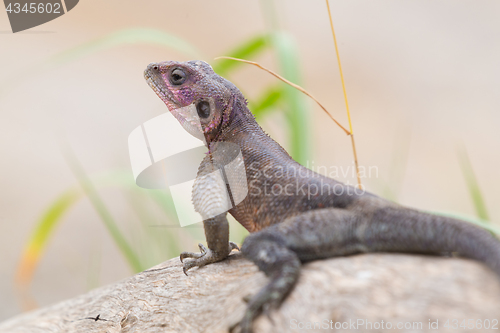 Image of Mwanza flat-headed rock agama, Serengeti National Park, Tanzania.