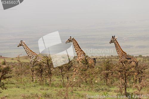 Image of Wild giraffes in Serengeti national park, Tanzania