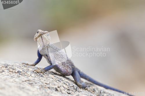 Image of Mwanza flat-headed rock agama, Serengeti National Park, Tanzania.