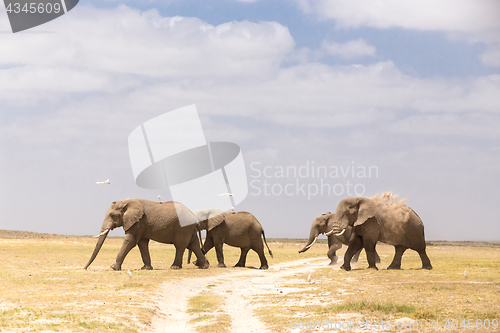 Image of Herd of wild elephants in Amboseli National Park, Kenya.