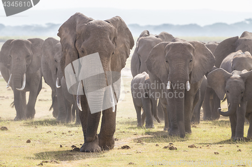 Image of Herd of wild elephants in Amboseli National Park, Kenya.