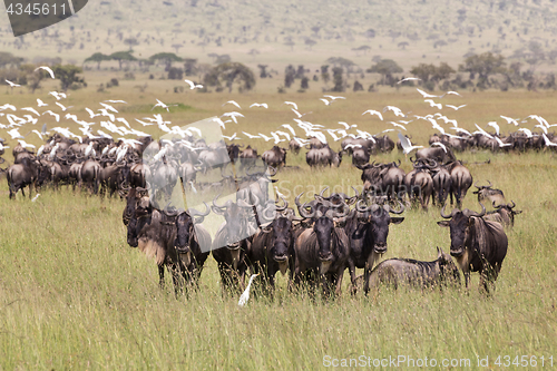 Image of Wildebeests grazing in Serengeti National Park in Tanzania, East Africa.