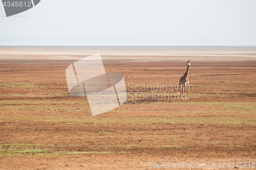 Image of Solitary giraffe in Amboseli national park, Kenya.