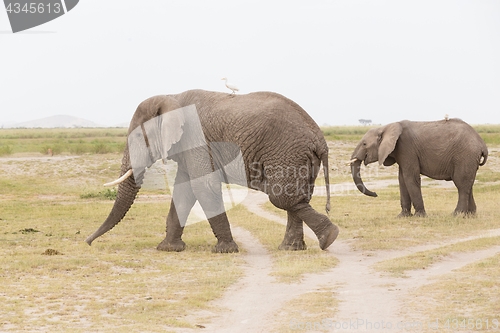 Image of Herd of wild elephants in Amboseli National Park, Kenya.