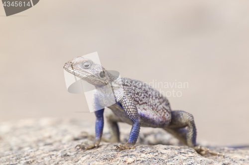 Image of Mwanza flat-headed rock agama, Serengeti National Park, Tanzania.