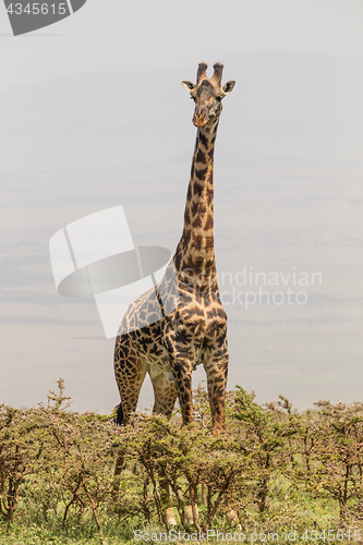 Image of Solitary giraffe in Amboseli national park, Kenya.