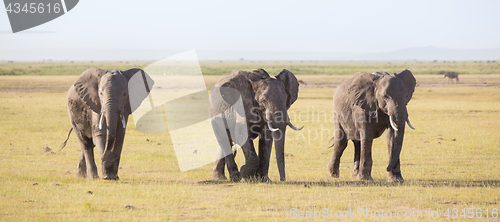 Image of Herd of wild elephants in Amboseli National Park, Kenya.