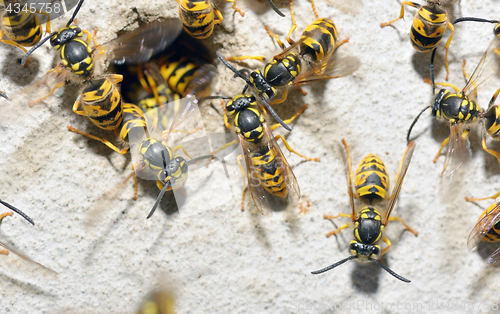 Image of Wasp Family and nest hole