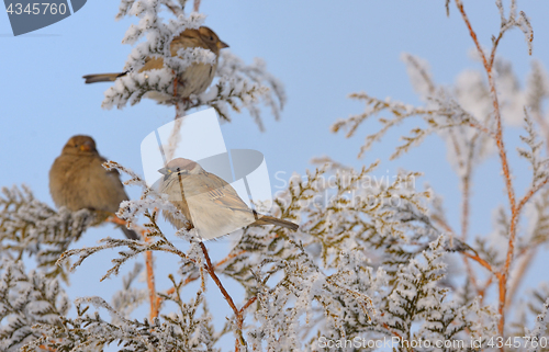 Image of Little Sparrows on pine tree branch