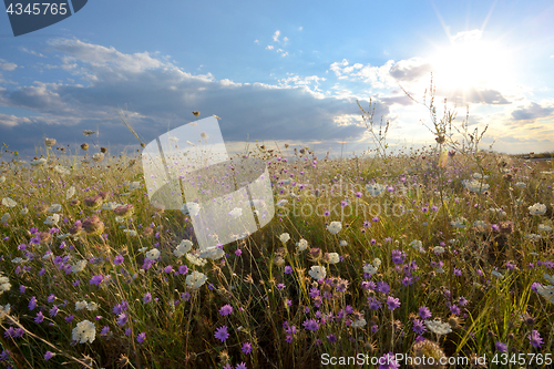 Image of Field of wonderful flowers 