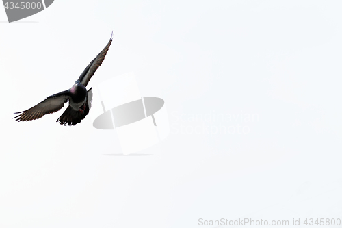 Image of Gray pigeons