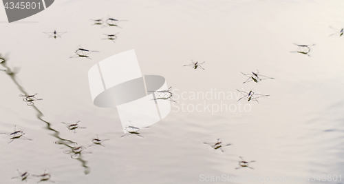 Image of Gerridae on the water surface