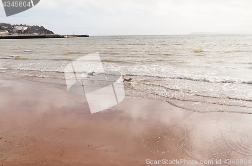 Image of Playing dogs on the beach 