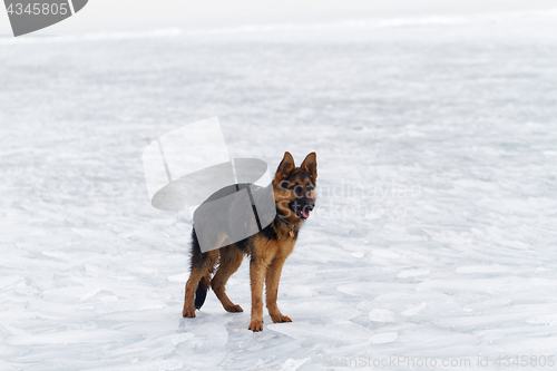 Image of Dog on the ice