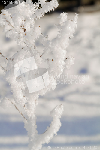 Image of Branches in snow