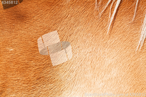 Image of Brown horse fur background