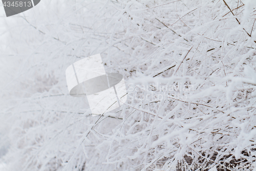 Image of Branches in snow