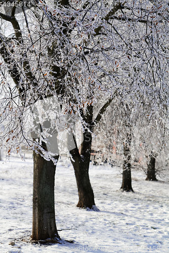 Image of Trees with snow
