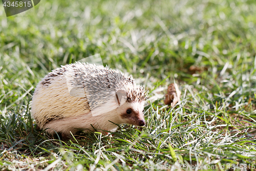 Image of  African white- bellied hedgehog 