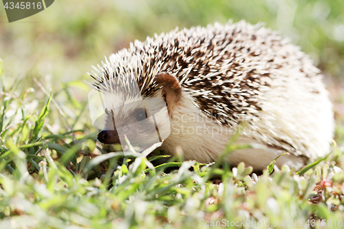 Image of  African white- bellied hedgehog 