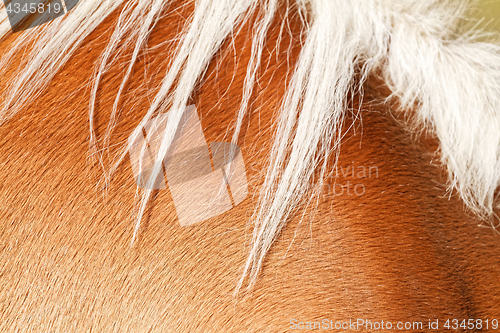 Image of Brown horse fur background