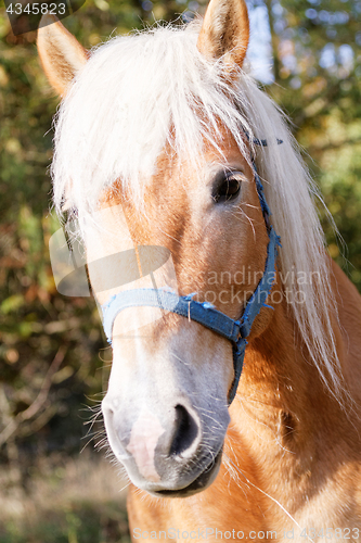 Image of Portrait of a brown horse