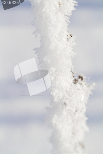 Image of Branches in snow