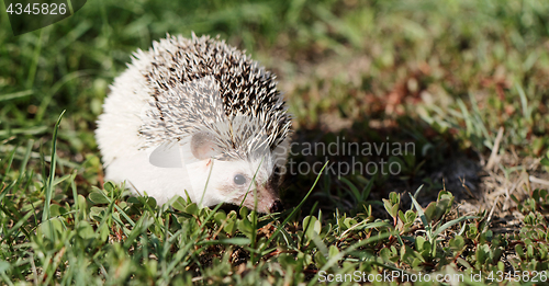 Image of  African white- bellied hedgehog 